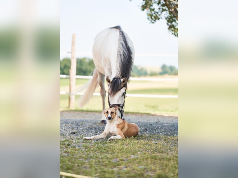 Lusitano Gelding 5 years 15,1 hh Gray in Pinkafeld
