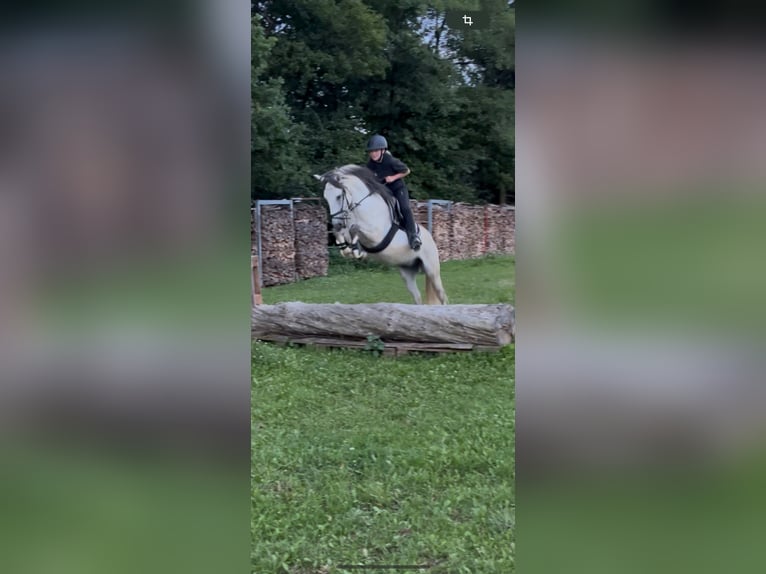 Lusitano Gelding 5 years 15,1 hh Grey in Pinkafeld