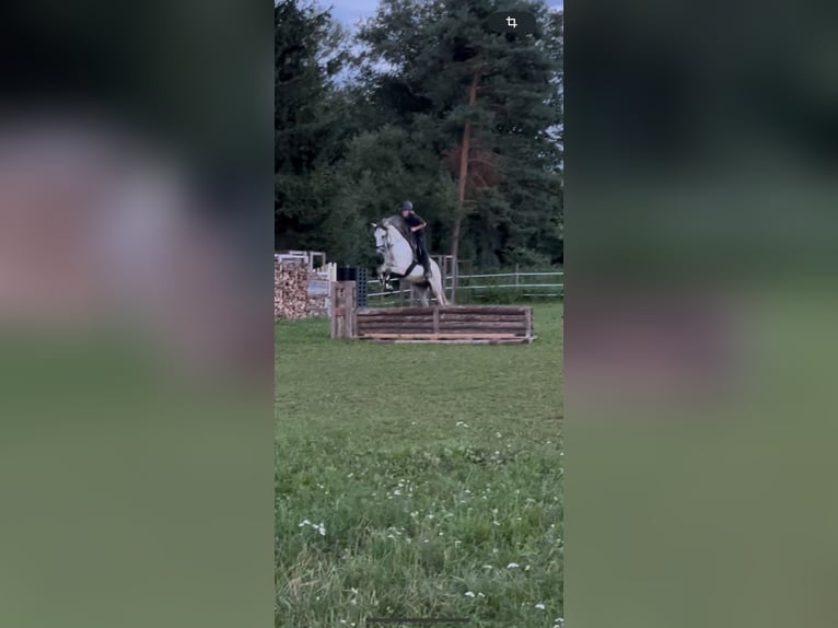 Lusitano Gelding 5 years 15,1 hh Grey in Pinkafeld