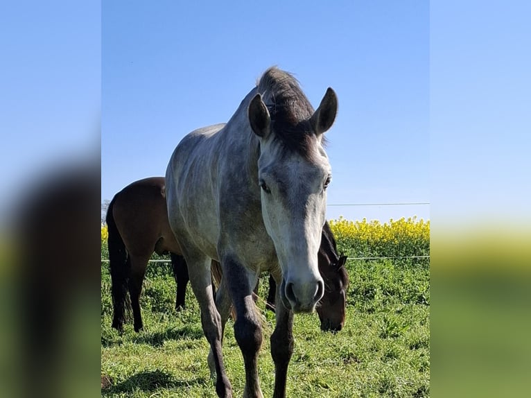 Lusitano Gelding 5 years 15,1 hh Grey in Salzatal
