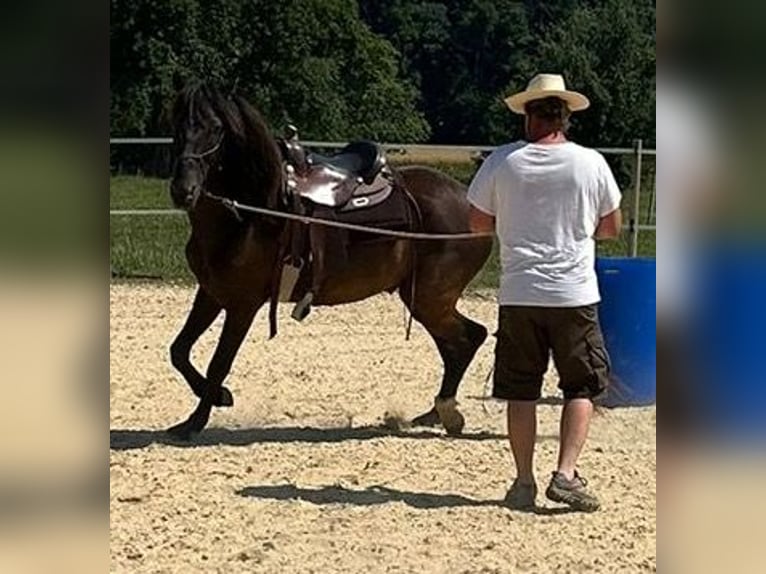 Lusitano Gelding 5 years 15,2 hh Bay-Dark in Amlikon-Bissegg