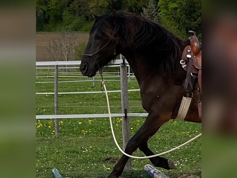 Lusitano Gelding 5 years 15,2 hh Bay-Dark in Amlikon-Bissegg