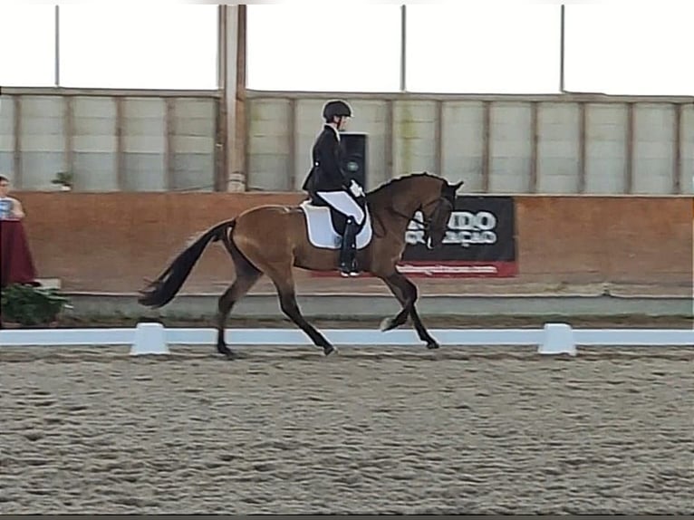 Lusitano Gelding 5 years 15,2 hh Brown in Vila Franca de Xira