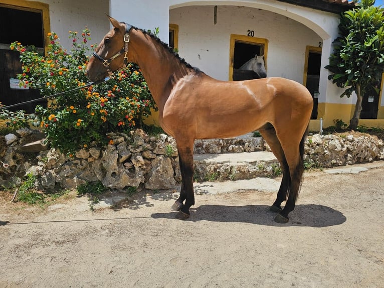Lusitano Gelding 5 years 15,2 hh Brown in Vila Franca de Xira