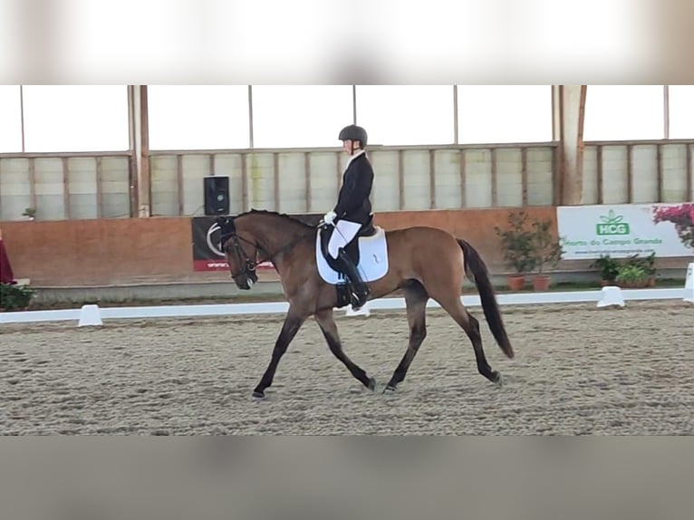 Lusitano Gelding 5 years 15,2 hh Brown in Vila Franca de Xira
