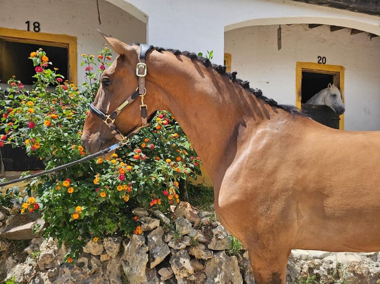 Lusitano Gelding 5 years 15,2 hh Brown in Vila Franca de Xira