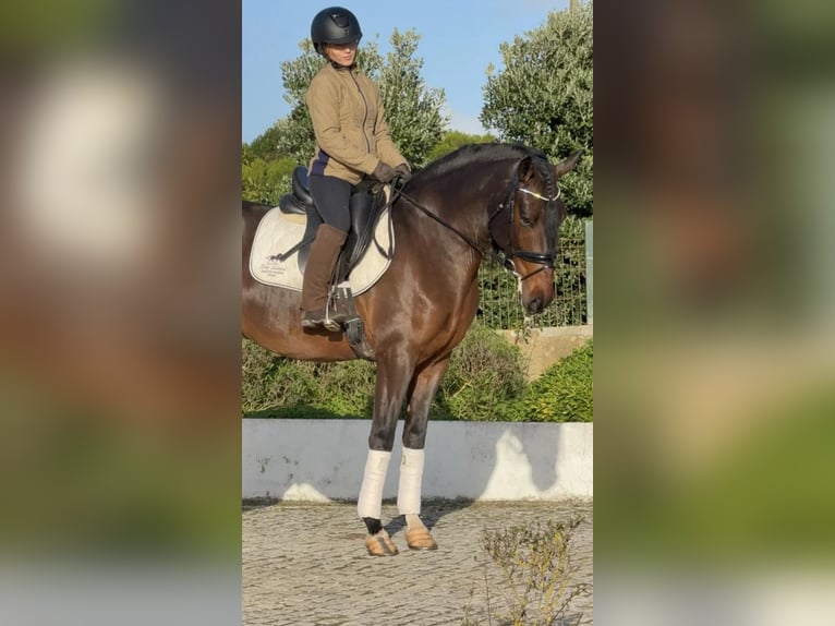 Lusitano Gelding 5 years 15,2 hh Brown in Lissabon