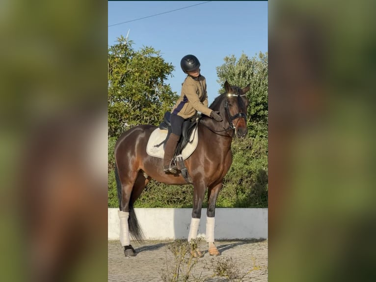 Lusitano Gelding 5 years 15,2 hh Brown in Lissabon