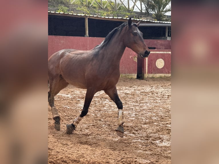 Lusitano Gelding 5 years 15,2 hh Brown in Lissabon