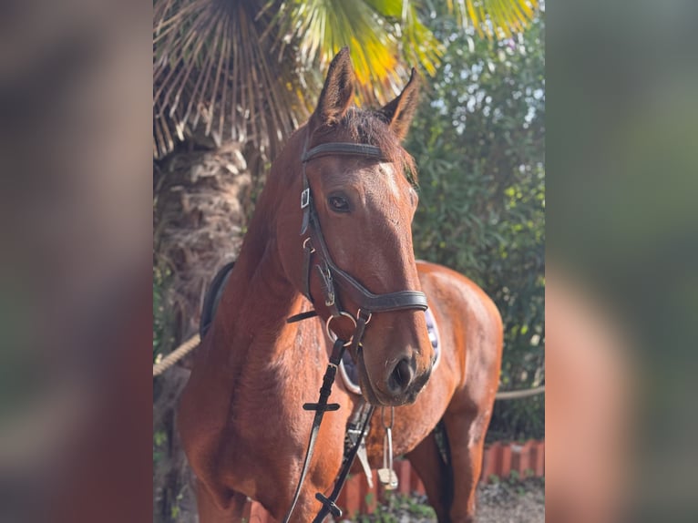 Lusitano Gelding 5 years 15,2 hh Brown in Irschenberg