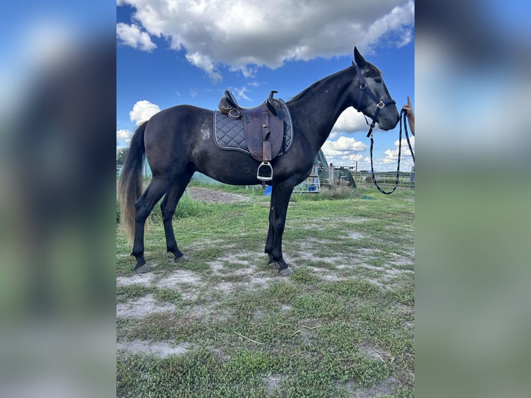 Lusitano Gelding 5 years 15,2 hh Can be white in Nuthe-Urstromtal