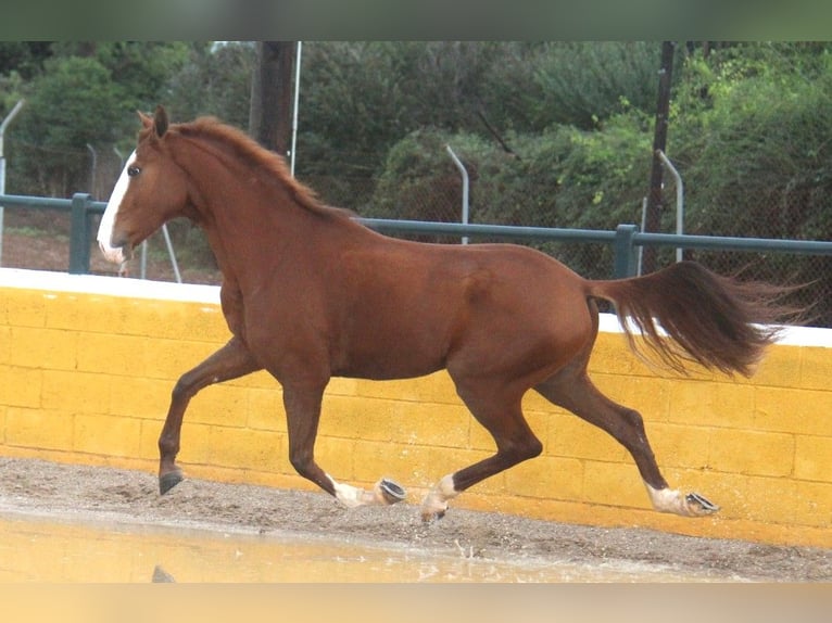Lusitano Gelding 5 years 15,2 hh Chestnut-Red in Hamburg