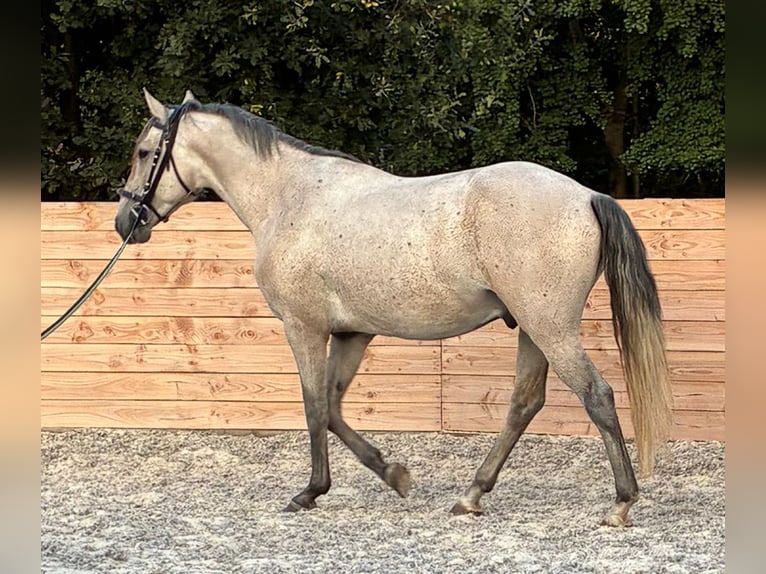 Lusitano Gelding 5 years 15,2 hh Grey in Nijlen