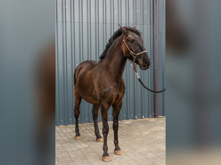 Lusitano Gelding 5 years 15,3 hh Black in Pracht