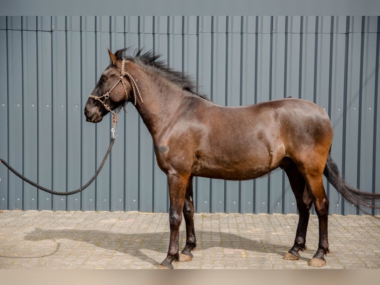 Lusitano Gelding 5 years 15,3 hh Black in Pracht