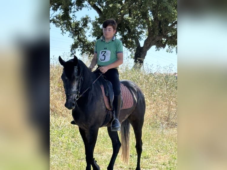 Lusitano Gelding 5 years 15,3 hh Gray in Landeira