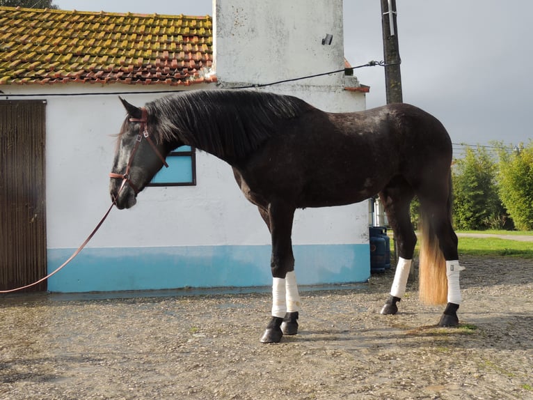Lusitano Gelding 5 years 15,3 hh Gray in Landeira