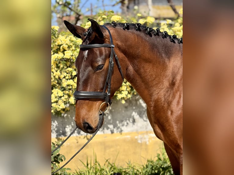 Lusitano Gelding 5 years 16.1 hh Brown in Amarante