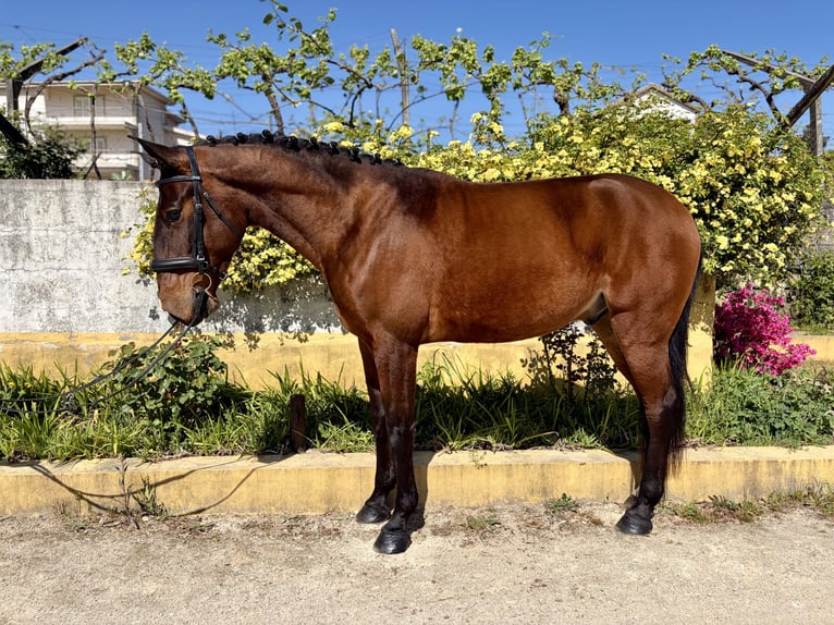 Lusitano Gelding 5 years 16.1 hh Brown in Amarante