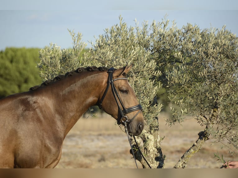 Lusitano Gelding 5 years 16.1 hh Buckskin in Luzern