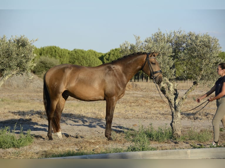 Lusitano Gelding 5 years 16.1 hh Buckskin in Luzern