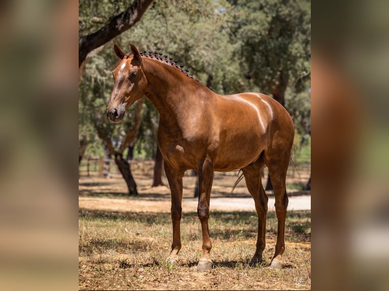 Lusitano Gelding 5 years 16,1 hh Chestnut-Red in Cascais