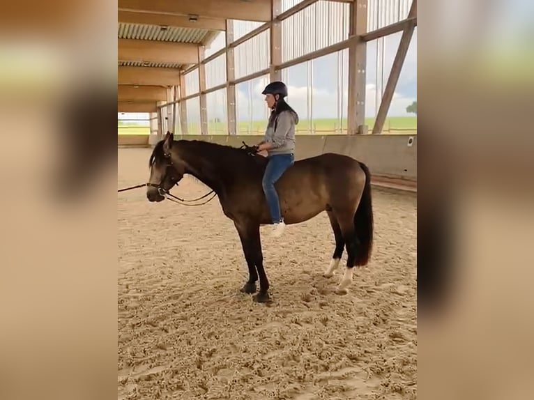 Lusitano Mix Gelding 5 years 16.1 hh Dun in Waiblingen