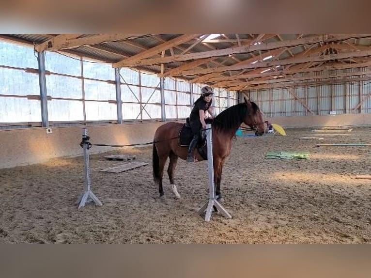 Lusitano Gelding 5 years 16,2 hh Brown in Sassenburg