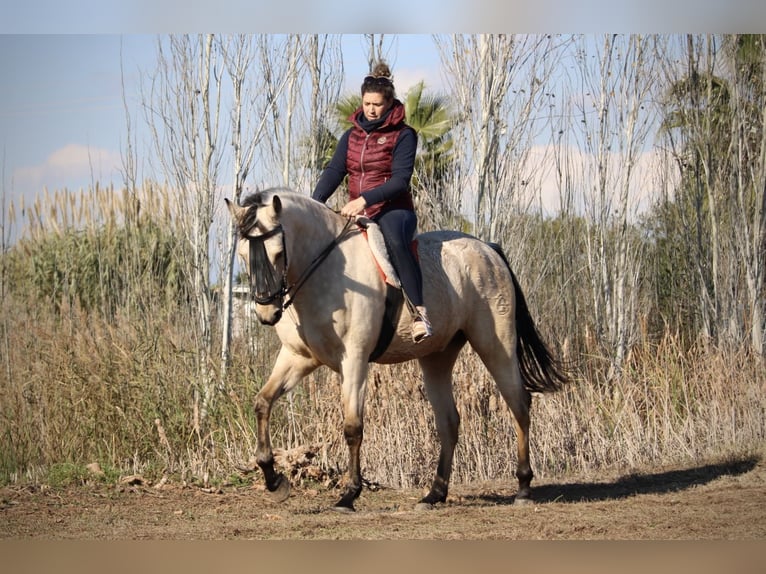 Lusitano Mix Gelding 5 years 16,2 hh Buckskin in Valencia