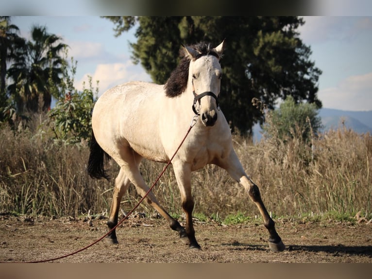 Lusitano Mix Gelding 5 years 16,2 hh Buckskin in Valencia