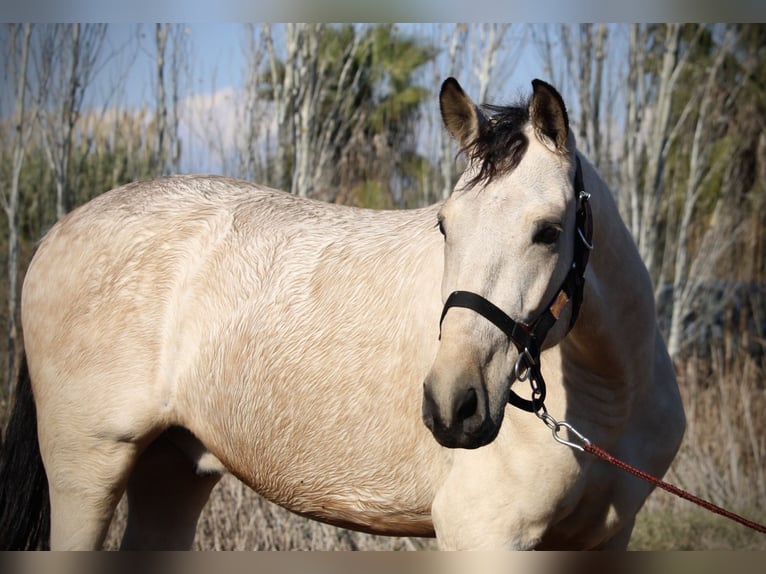 Lusitano Mix Gelding 5 years 16,2 hh Buckskin in Valencia