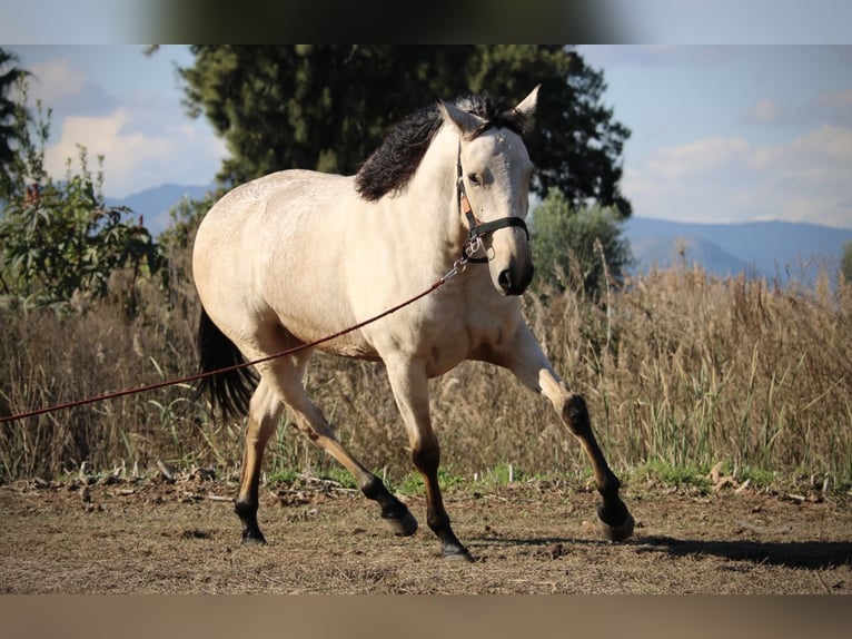 Lusitano Mix Gelding 5 years 16,2 hh Buckskin in Valencia