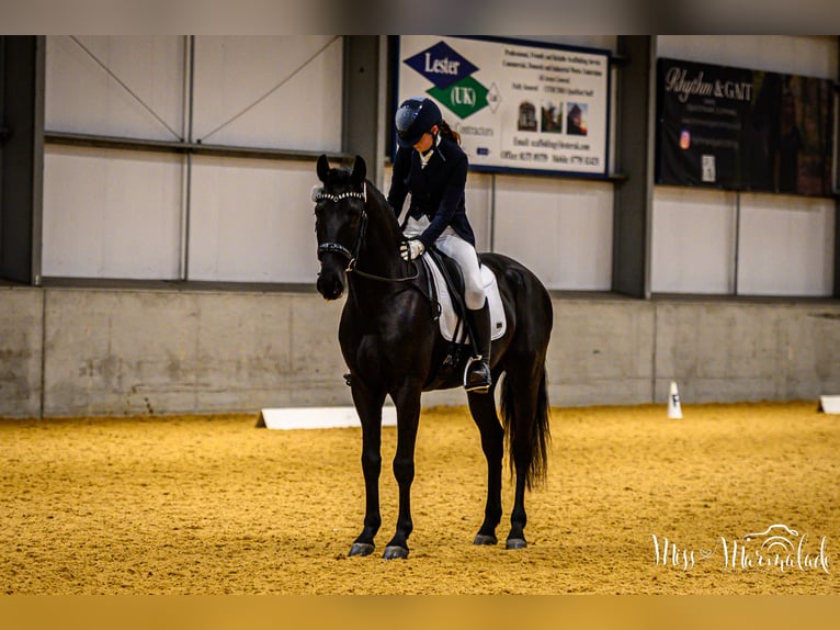 Lusitano Gelding 5 years 16 hh Black in ESSEX