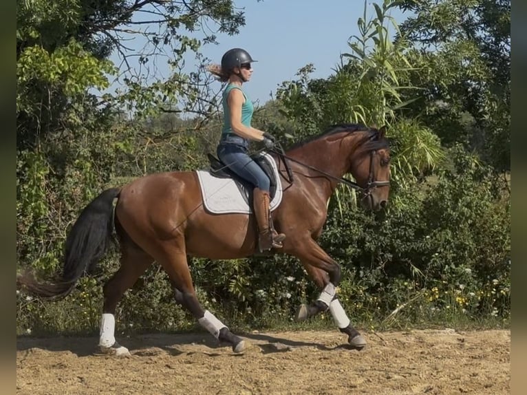 Lusitano Gelding 5 years 16 hh Brown in Arles