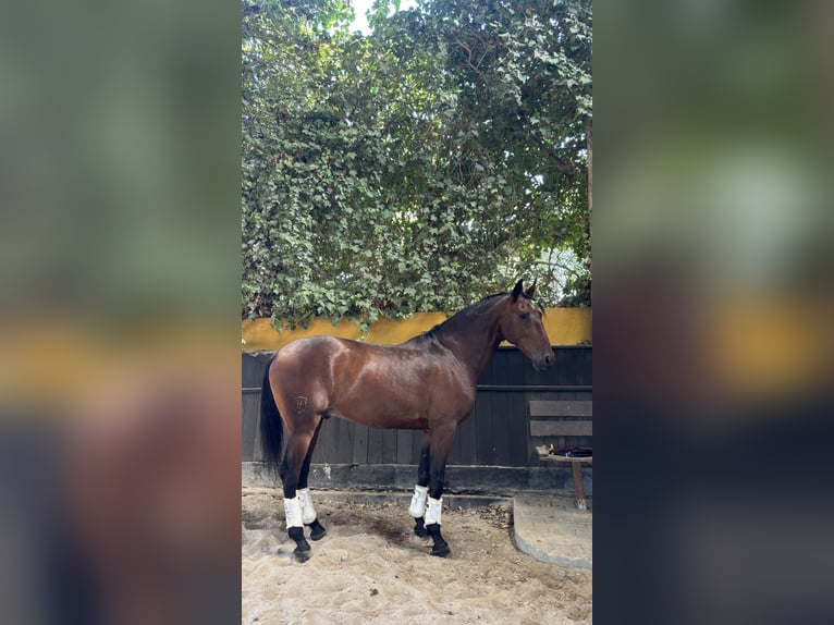 Lusitano Gelding 5 years 16 hh Brown in Assentiz