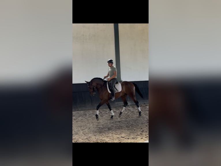 Lusitano Gelding 5 years 16 hh Brown in Assentiz