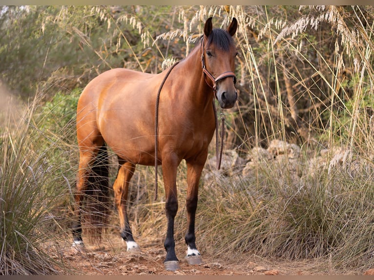 Lusitano Gelding 5 years 16 hh Brown in Felanitx