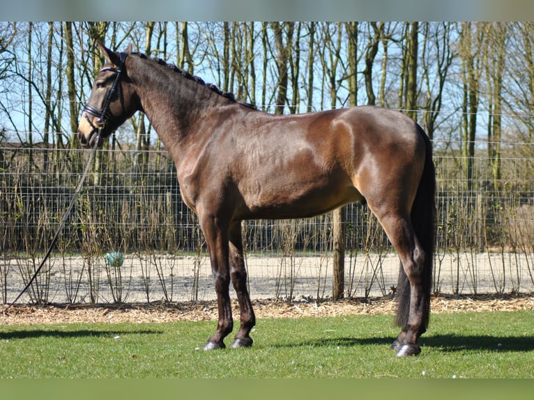 Lusitano Gelding 5 years 16 hh Buckskin in Wingene