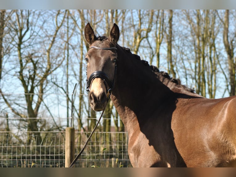 Lusitano Gelding 5 years 16 hh Buckskin in Wingene