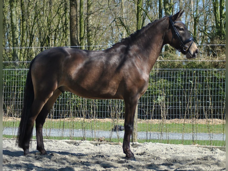 Lusitano Gelding 5 years 16 hh Buckskin in Wingene