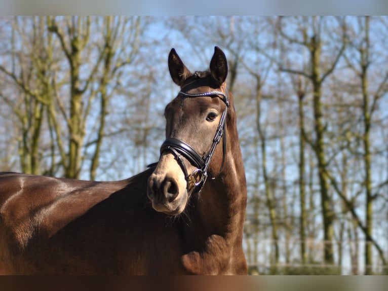 Lusitano Gelding 5 years 16 hh Buckskin in Wingene