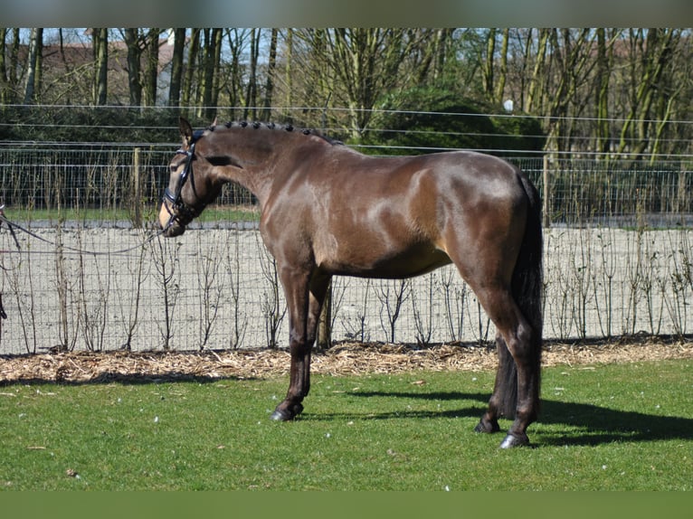 Lusitano Gelding 5 years 16 hh Buckskin in Wingene
