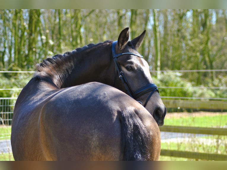 Lusitano Gelding 5 years 16 hh Buckskin in Wingene