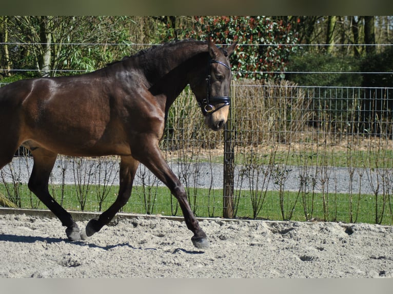 Lusitano Gelding 5 years 16 hh Buckskin in Wingene