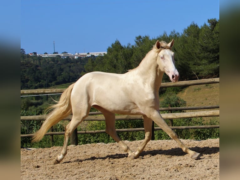 Lusitano Gelding 5 years 16 hh Champagne in Ribamar