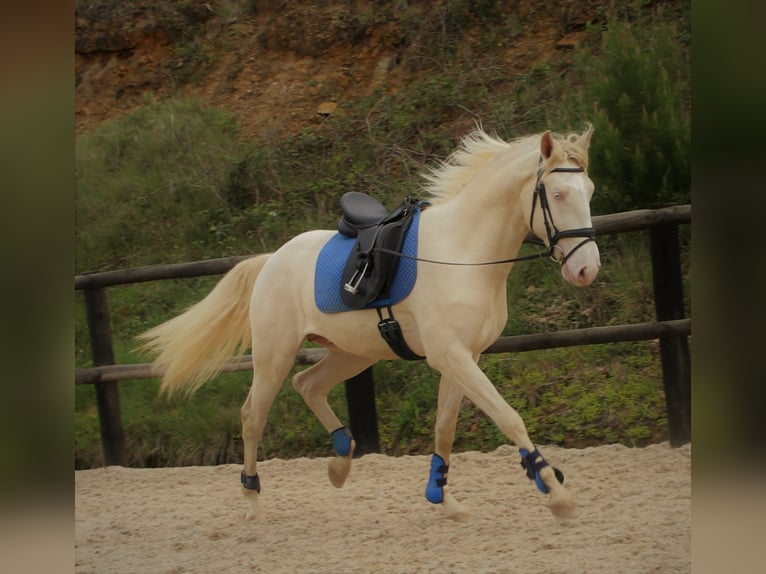 Lusitano Gelding 5 years 16 hh Champagne in Ribamar