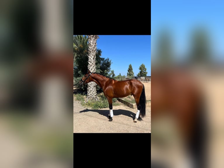Lusitano Mix Gelding 5 years 16 hh Chestnut in Algorfa