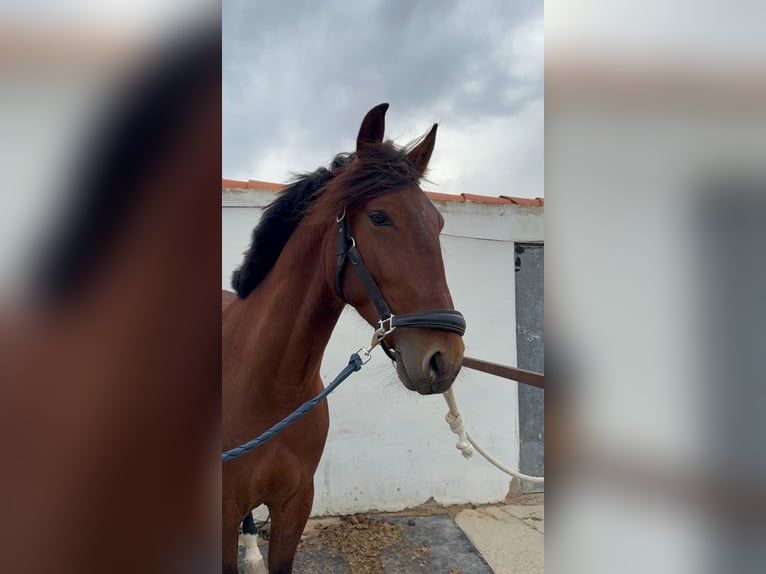 Lusitano Mix Gelding 5 years 16 hh Chestnut in Algorfa