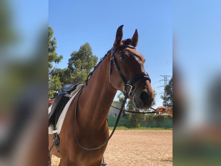 Lusitano Mix Gelding 5 years 16 hh Chestnut in Algorfa