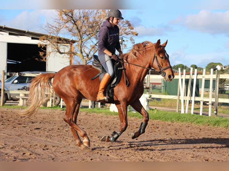 Lusitano Mix Gelding 5 years 16 hh Chestnut-Red in Silves